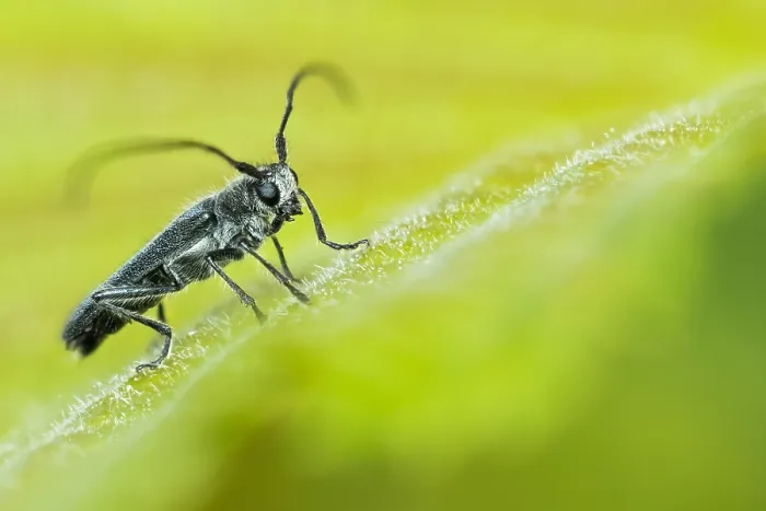 Framed Print : Macro image of an insect in Germany