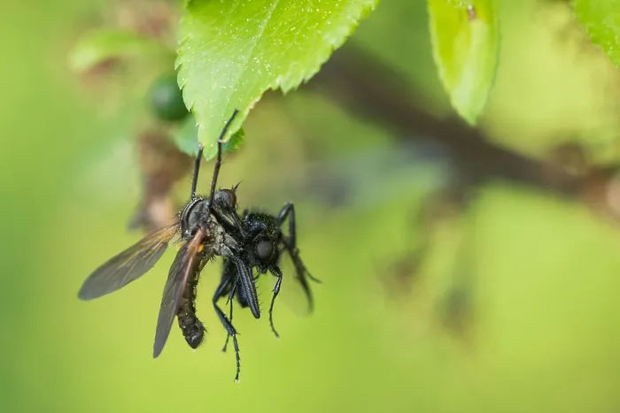 Framed Print : Macro image of an insect in Germany