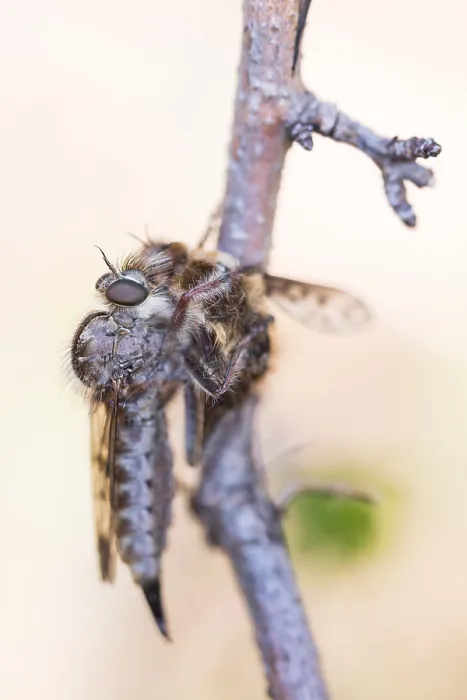 Framed Print : Macro image of an insect in Germany