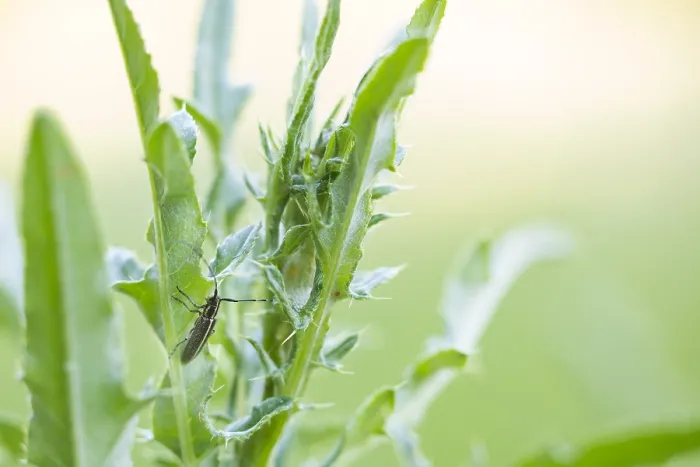 Framed Print : Macro image of an insect in Germany