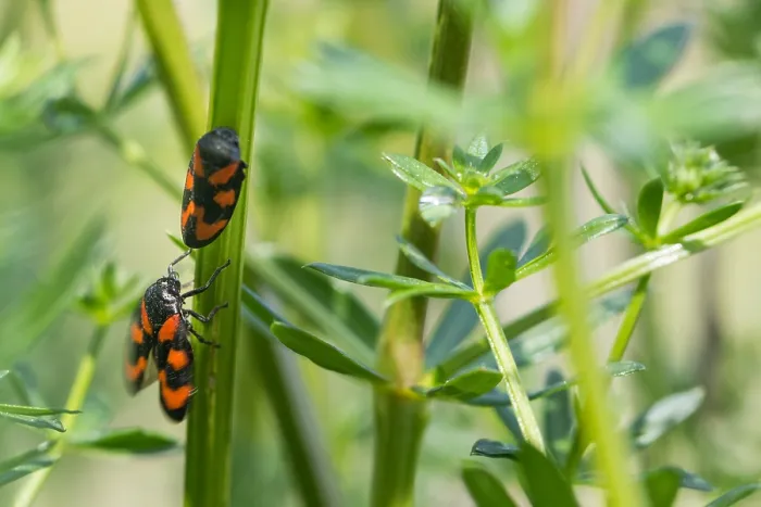 Framed Print : Macro image of an insect in Germany