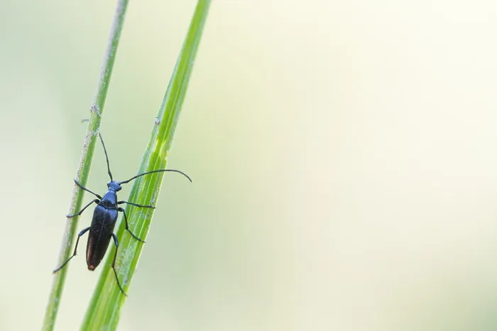 Framed Print : Macro image of an insect in Germany