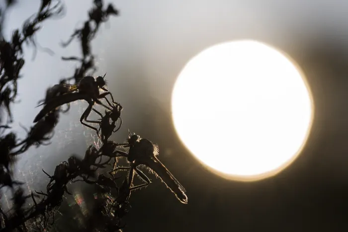Framed Print : Macro image of an insect in Germany