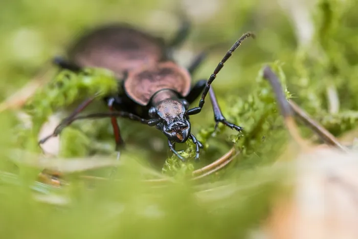 Framed Print : Macro image of an insect in Germany