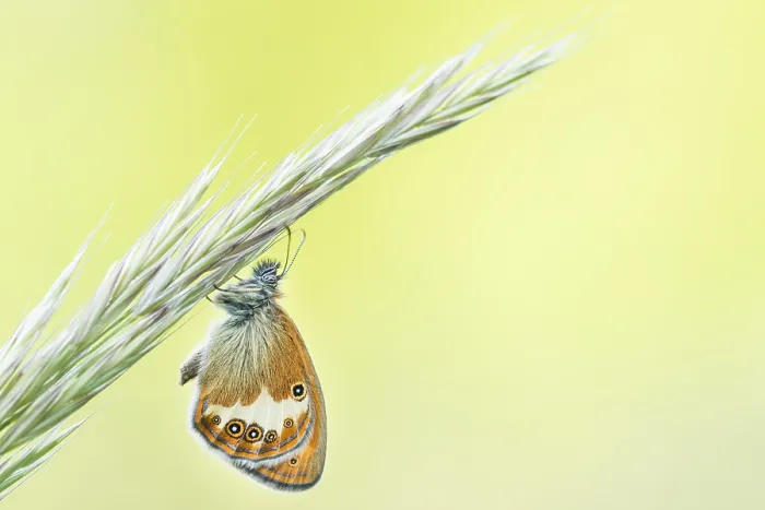 Framed Print : Macro image of an insect in Germany Framed Print : Macro image of an insect in Germany