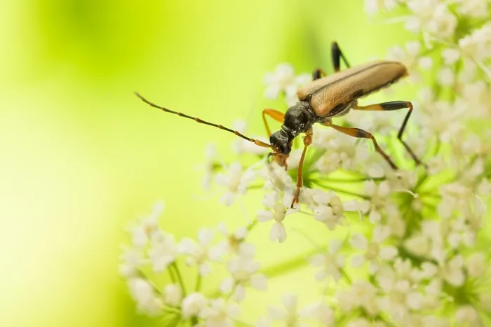 Framed Print : Macro image of an insect in Germany