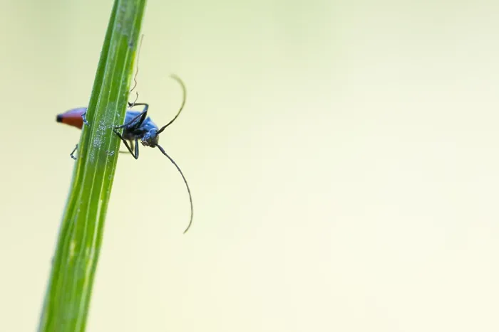 Framed Print : Macro image of an insect in Germany