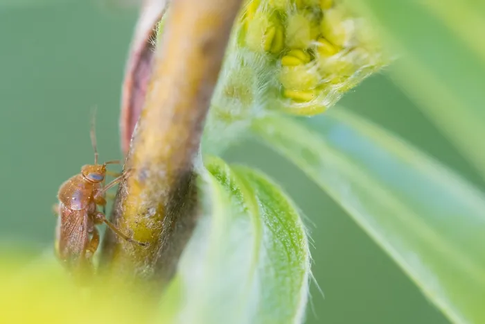 Framed Print : Macro image of an insect in Germany