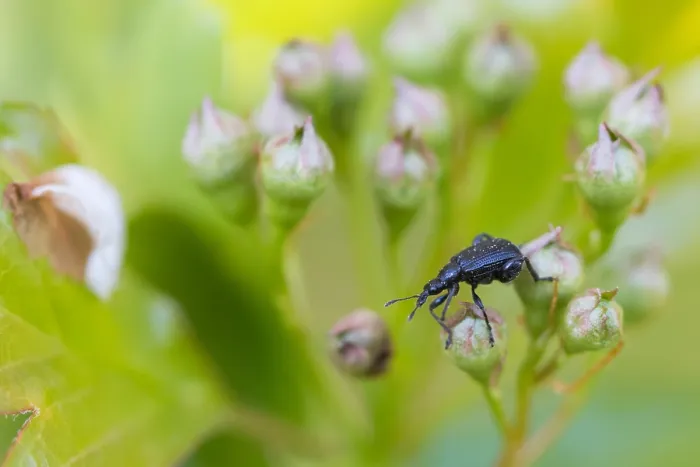 Framed Print : Macro image of an insect in Germany