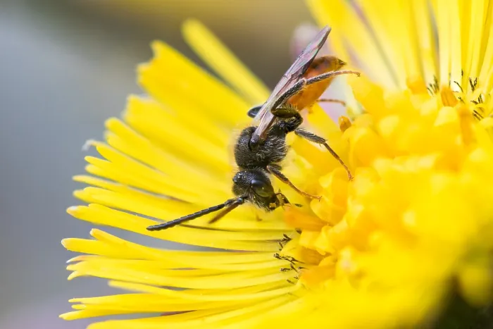 Framed Print : Macro image of an insect in Germany
