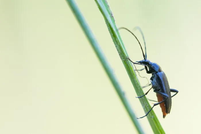 Framed Print : Macro image of an insect in Germany