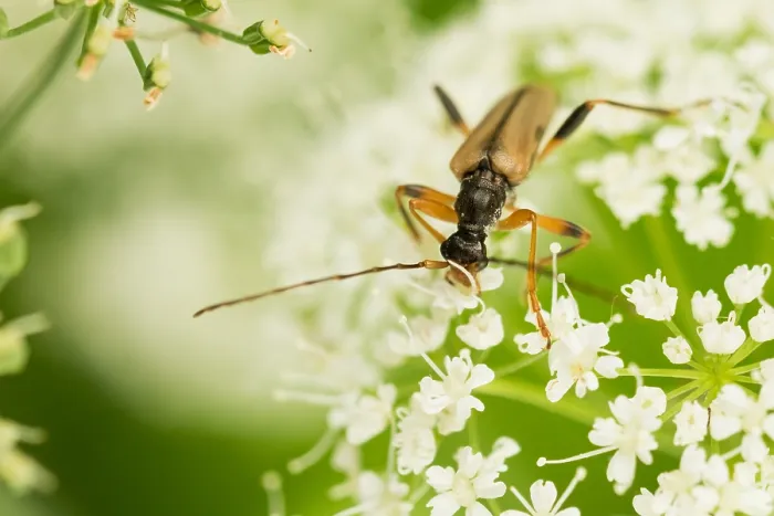 Framed Print : Macro image of an insect in Germany