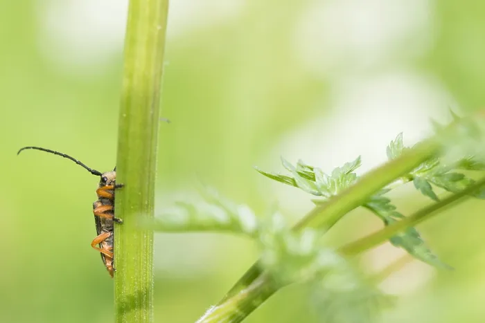 Framed Print : Macro image of an insect in Germany