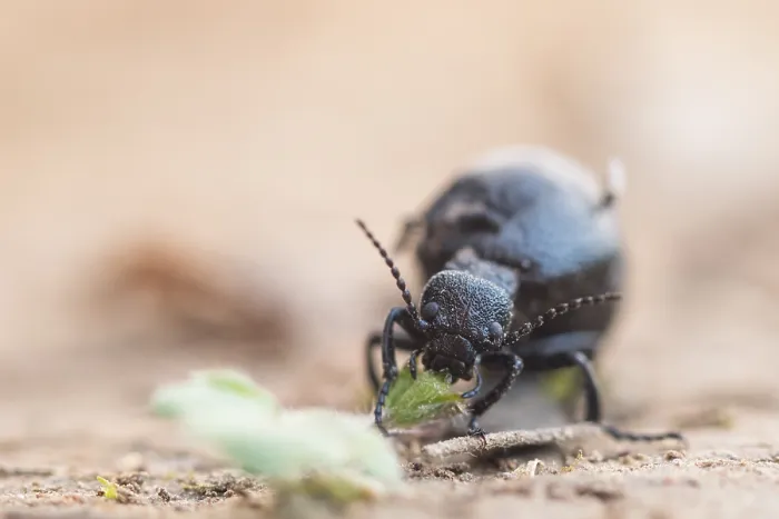 Framed Print : Macro image of an insect in Germany