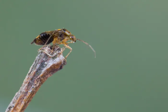 Framed Print : Macro image of an insect in Germany