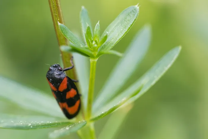 Framed Print : Macro image of an insect in Germany