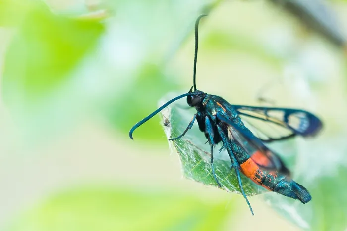 Framed Print : Macro image of an insect in Germany Framed Print : Macro image of an insect in Germany