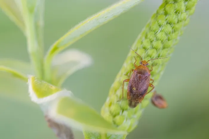 Framed Print : Macro image of an insect in Germany
