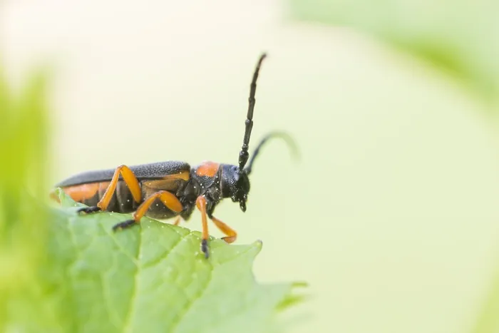 Framed Print : Macro image of an insect in Germany