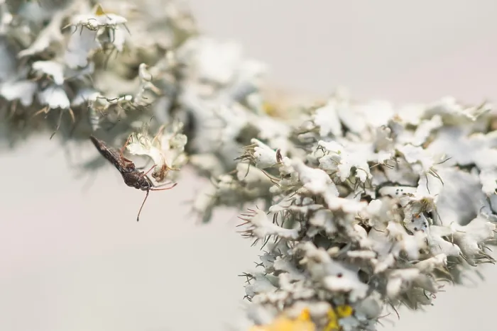 Framed Print : Macro image of an insect in Germany