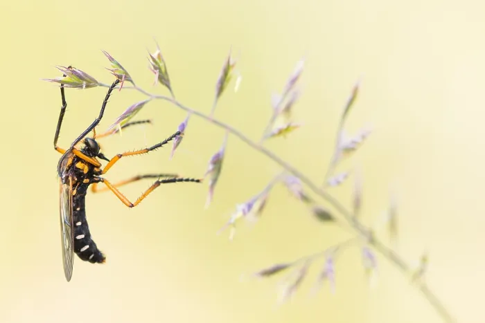 Framed Print : Macro image of an insect in Germany