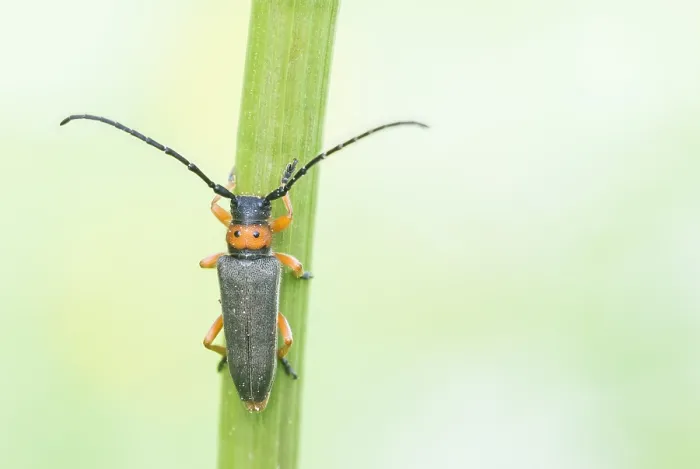 Framed Print : Macro image of an insect in Germany