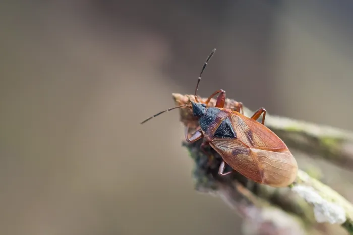 Framed Print : Macro image of an insect in Germany
