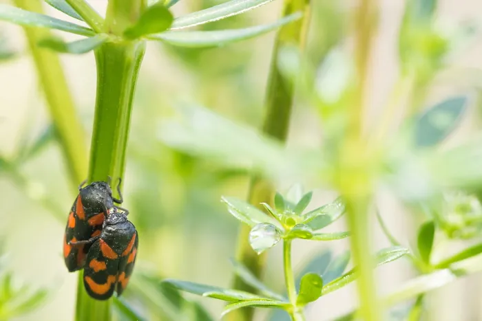 Framed Print : Macro image of an insect in Germany