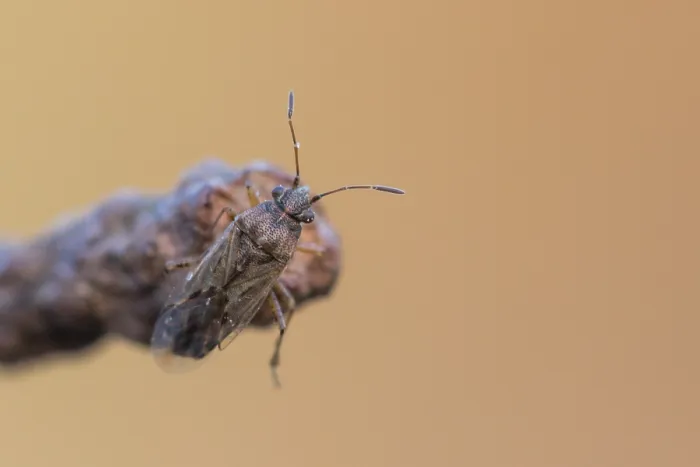 Framed Print : Macro image of an insect in Germany
