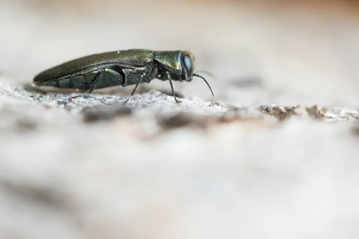 Framed Print : Macro image of an insect in Germany Framed Print : Macro image of an insect in Germany