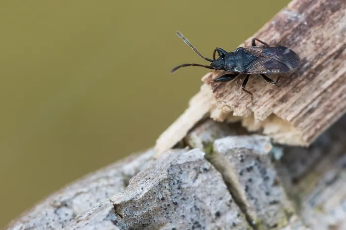 Framed Print : Macro image of an insect in Germany
