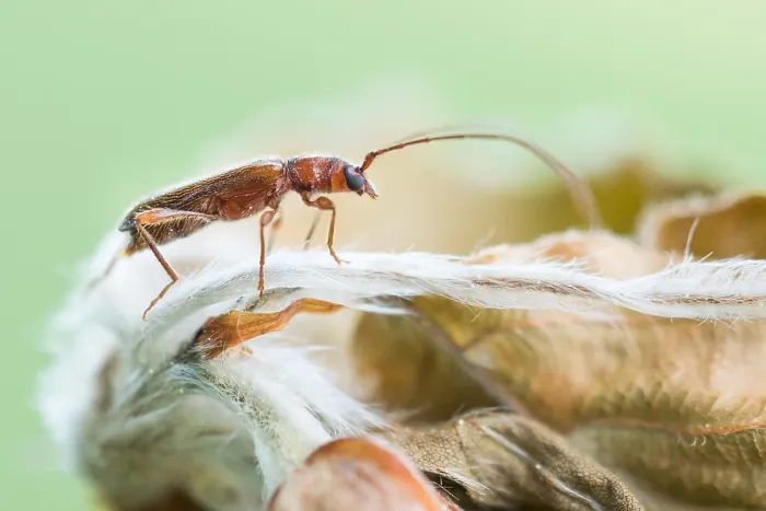 Framed Print : Macro image of an insect in Germany