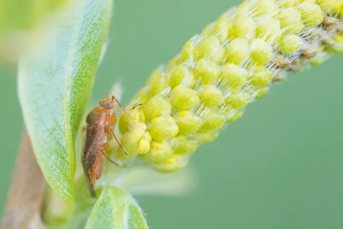 Framed Print : Macro image of an insect in Germany