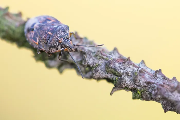 Framed Print : Macro image of an insect in Germany