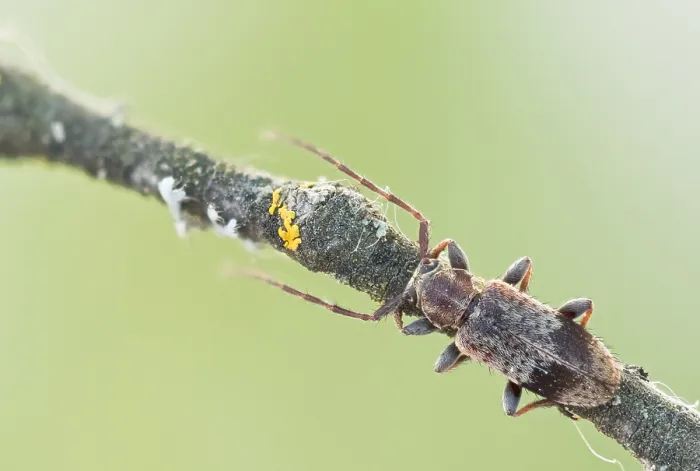 Framed Print : Macro image of an insect in Germany