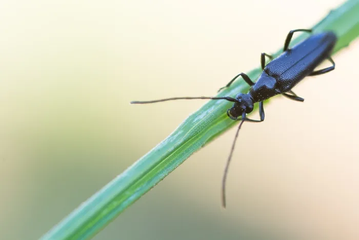 Framed Print : Macro image of an insect in Germany Framed Print : Macro image of an insect in Germany