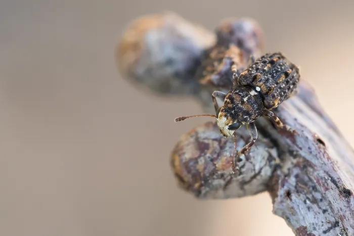 Framed Print : Macro image of an insect in Germany