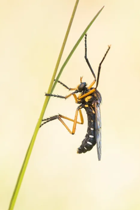 Framed Print : Macro image of an insect in Germany Framed Print : Macro image of an insect in Germany