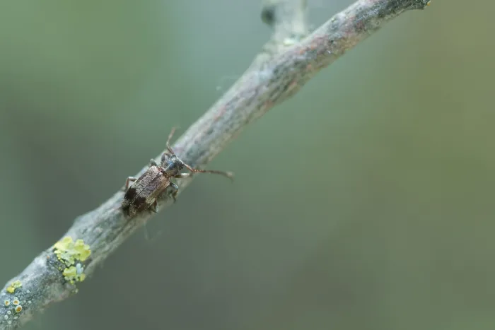 Framed Print : Macro image of an insect in Germany