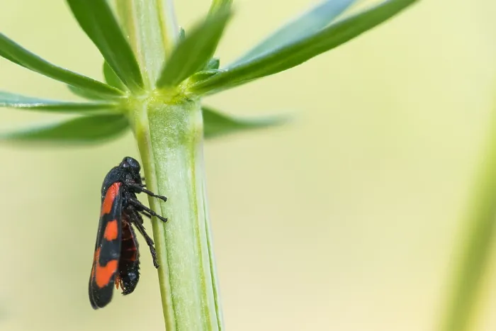 Framed Print : Macro image of an insect in Germany
