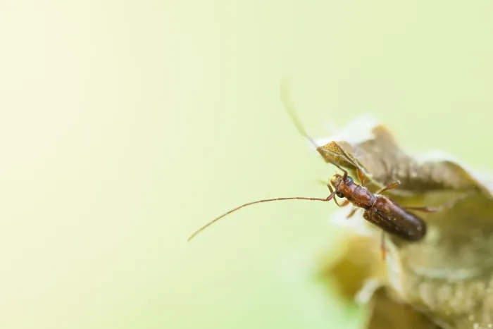 Framed Print : Macro image of an insect in Germany
