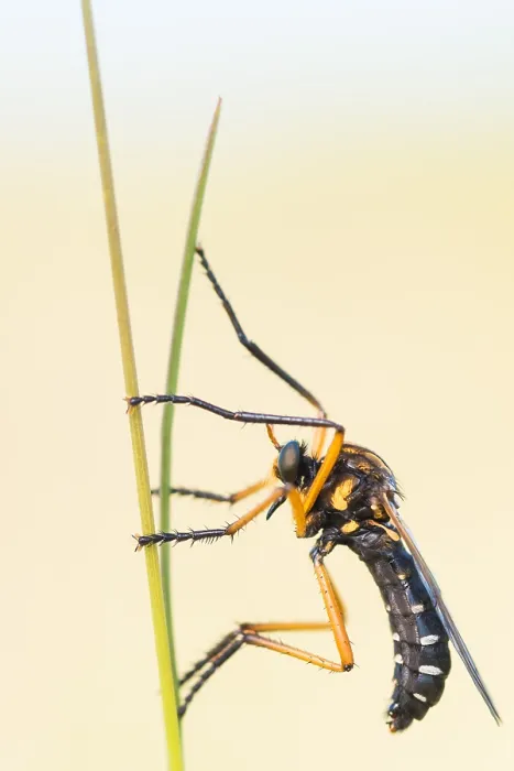 Framed Print : Macro image of an insect in Germany Framed Print : Macro image of an insect in Germany
