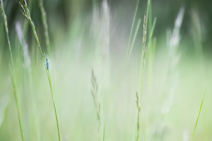 Framed Print : Macro image of an insect in Germany