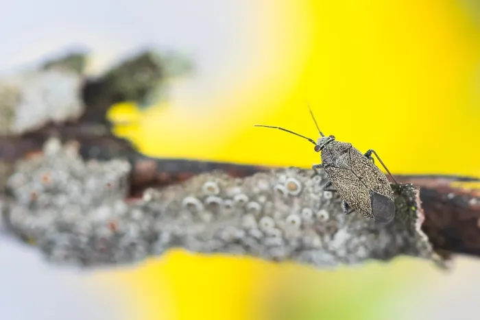 Framed Print : Macro image of an insect in Germany