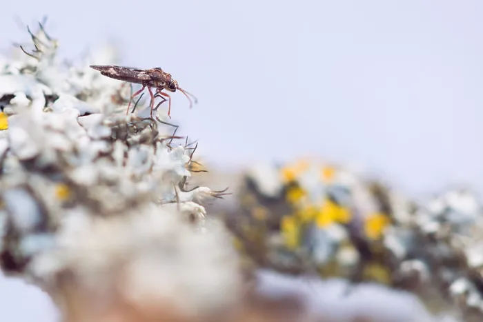 Framed Print : Macro image of an insect in Germany