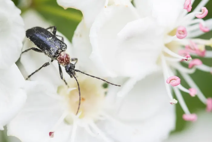 Framed Print : Macro image of an insect in Germany