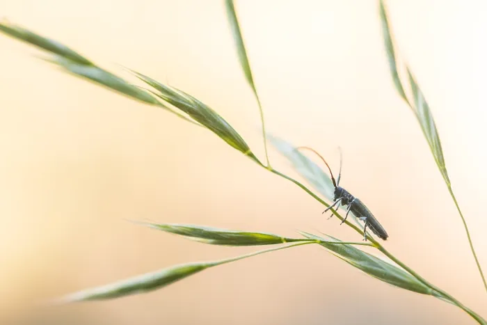 Framed Print : Macro image of an insect in Germany