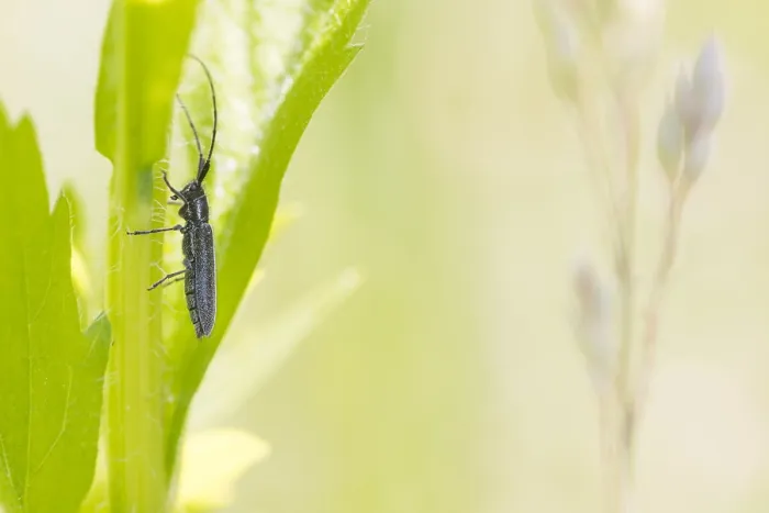 Framed Print : Macro image of an insect in Germany