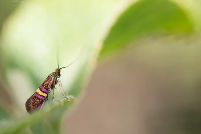 Framed Print : Macro image of an insect in Germany
