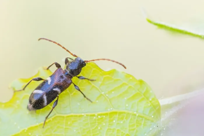 Framed Print : Macro image of an insect in Germany